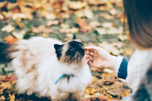 Pessoa servindo comida para um gato preto e branco