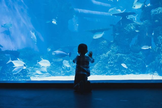 Menino encostado no vidro de um grande aquário observando os peixes