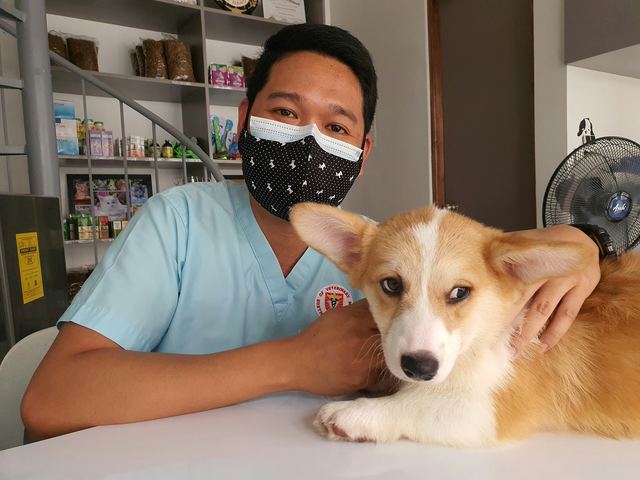 Homem de máscara e jaleco azul-claro abraça um filhote de corgi sobre a mesa de uma clínica veterinária.